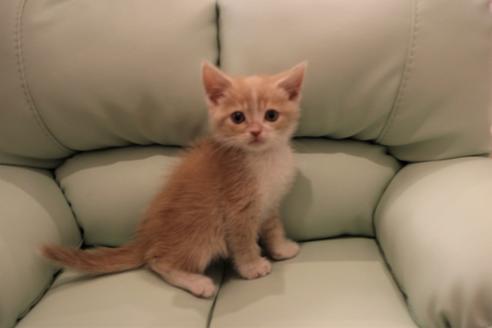 成約済の大阪府のスコティッシュフォールド-5958の1枚目